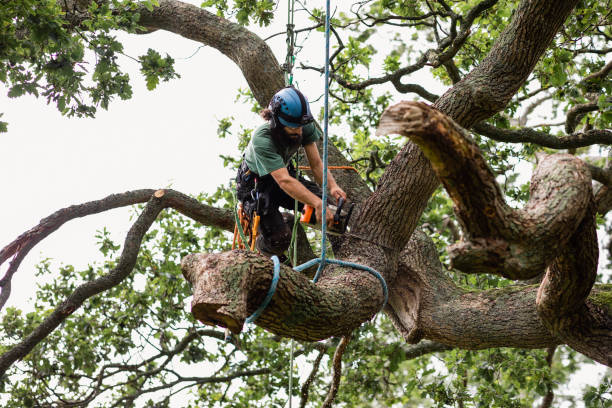 Best Arborist Consultation Services  in Centreville, MS